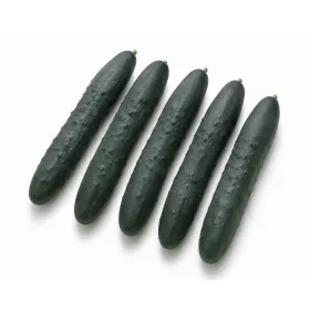Compra PEPINO SUMUN F1 (1000 semințe). en la tienda online Fito Agr&iacute;cola