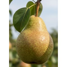 Compra PERAL MANTECOSA HARDY en la tienda online Fito Agrícola