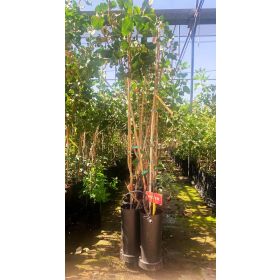 Compra PISTACHO PETER en la tienda online Fito Agrícola