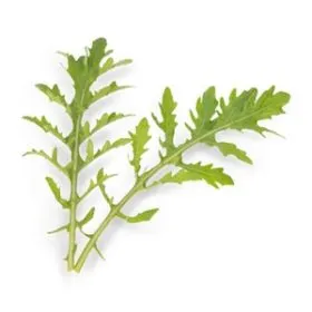 Compra RUCULA CULTIVATA ASTRA Netratata (10.000 semințe) en la tienda online Fito Agrícola
