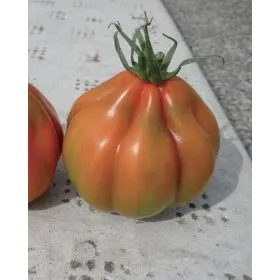 Compra TOMATE CUORE DEL PONENTE (1.000 semințe). en la tienda online Fito Agrícola