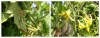 Cuajado del Tomate ¿Por qué se caen las flores?