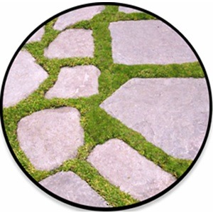 Cubresuelos-entre-Piedras