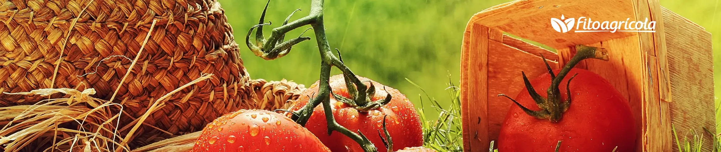 Tomates en el campo Fito Agrícola